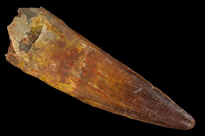 Spinosaurus Tooth - Real Dinosaur Tooth #129329